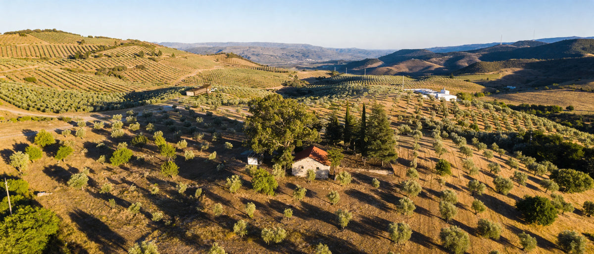 EVOO: What It Is, Why It Matters, and How to Choose a Good One