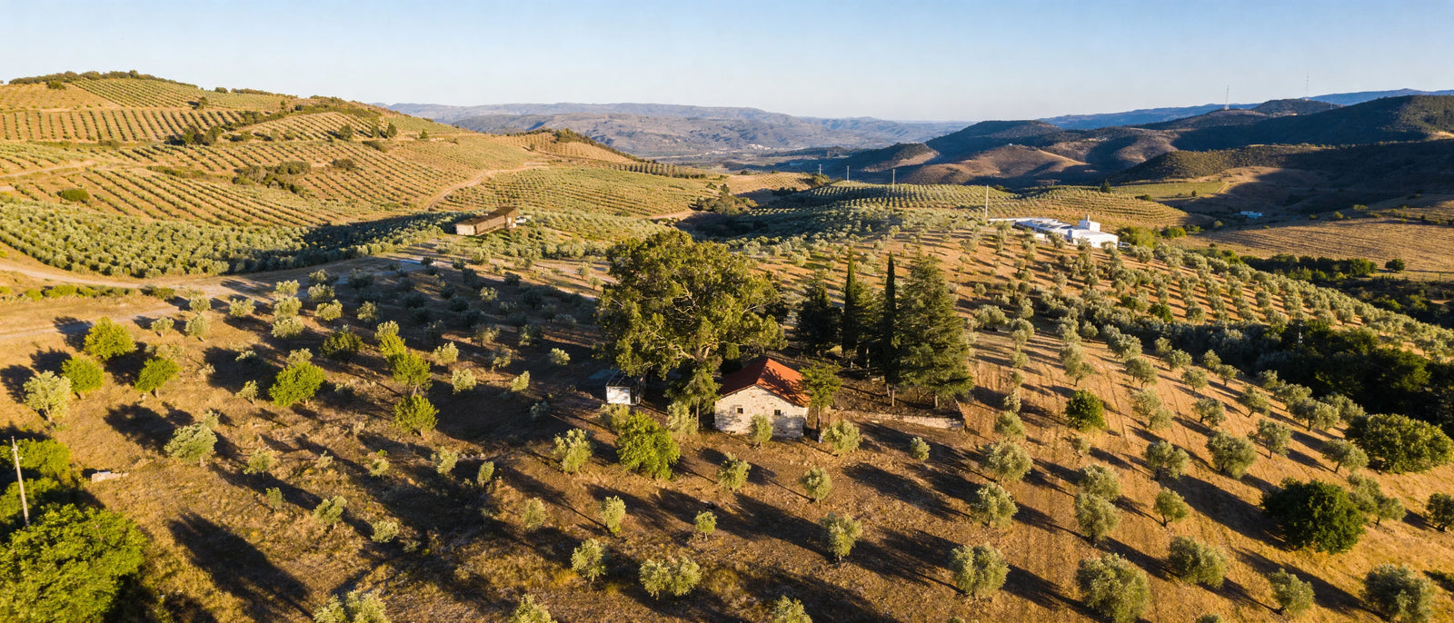 EVOO: What It Is, Why It Matters, and How to Choose a Good One