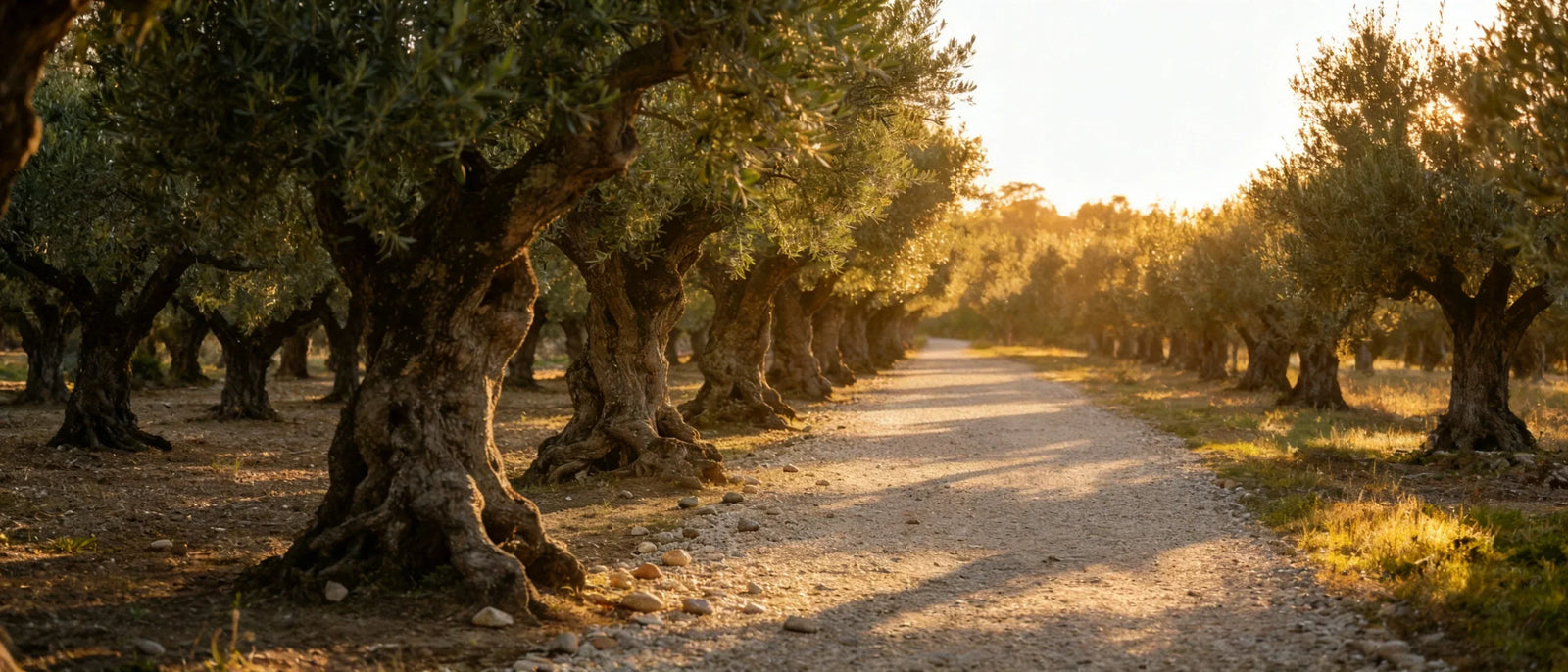 Olive Oil Tasting: How to Evaluate EVOO Like a Professional