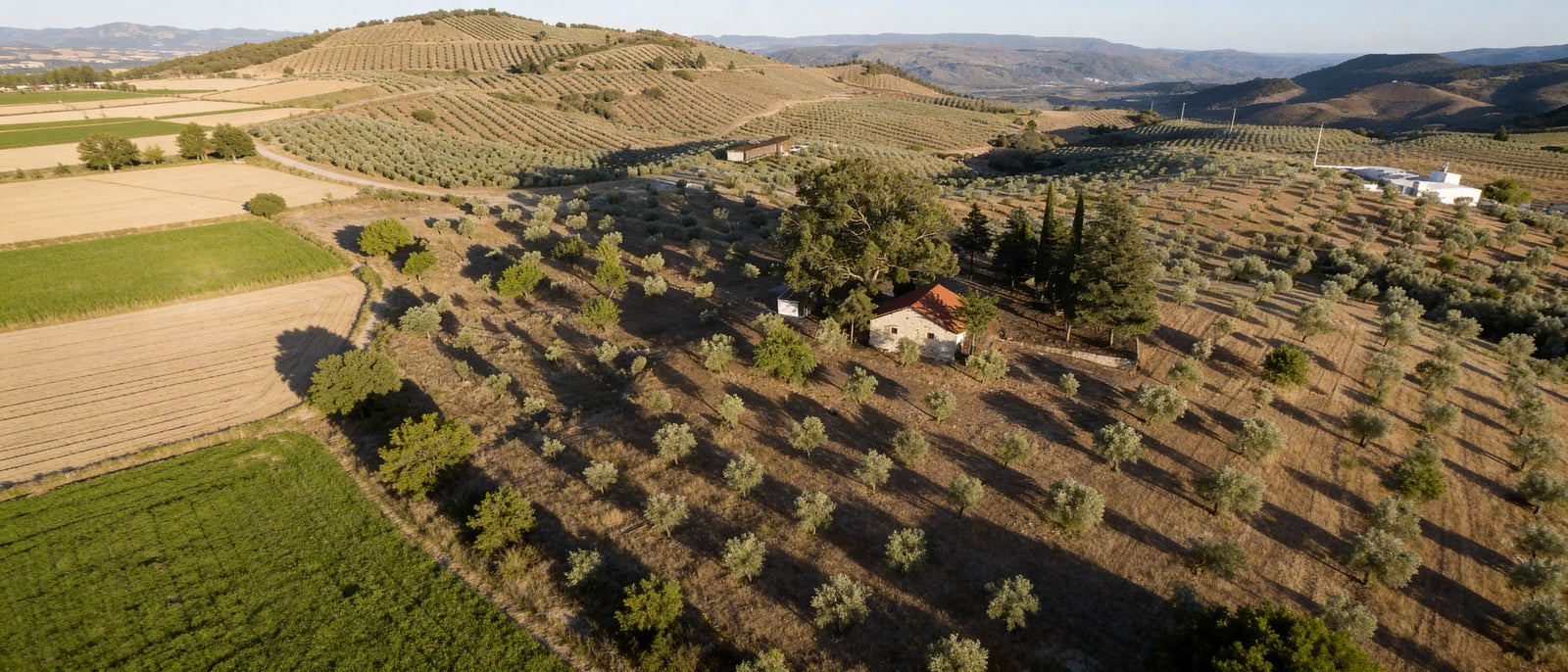 Kalamata Olives: What They Are, How They're Made, and How to Use Them