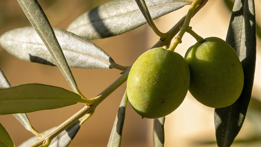 Hydroxytyrosol in Olive Oil: What It Is and How It's Measured