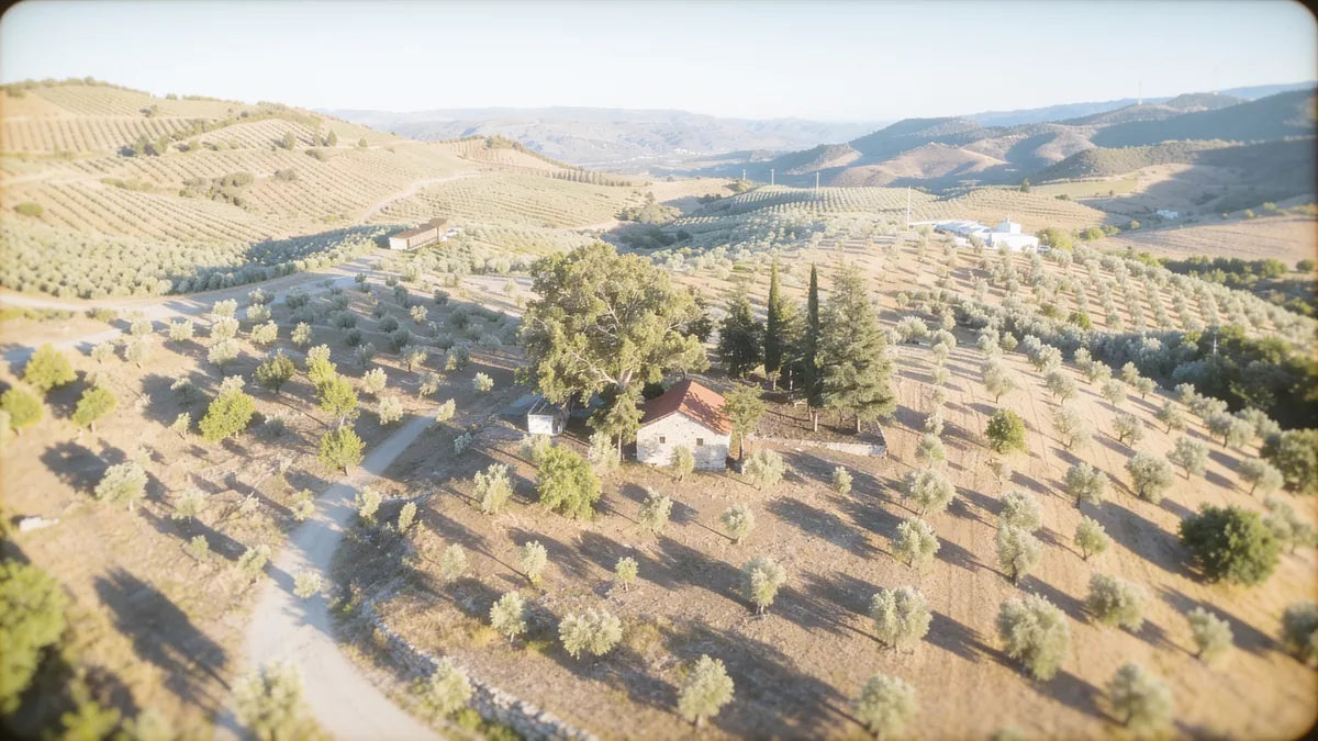 Trás-os-Montes DOP: The Region Behind Portuguese Olive Oil