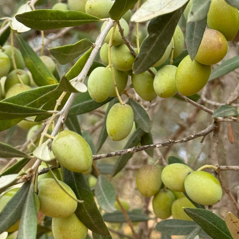 Green olives on an olive tree branch with leaves.