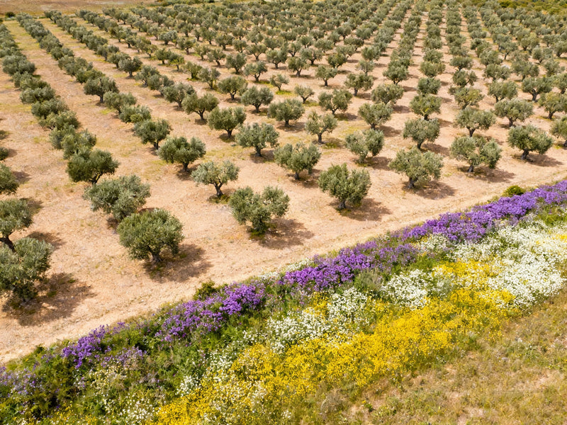 Agricultural landscape with rows of trees and a colorful flower border.