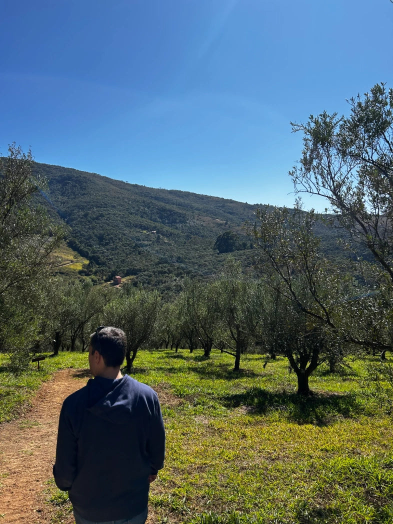 Person standing in an olive grove with a scenic view of hills under a clear blue sky.