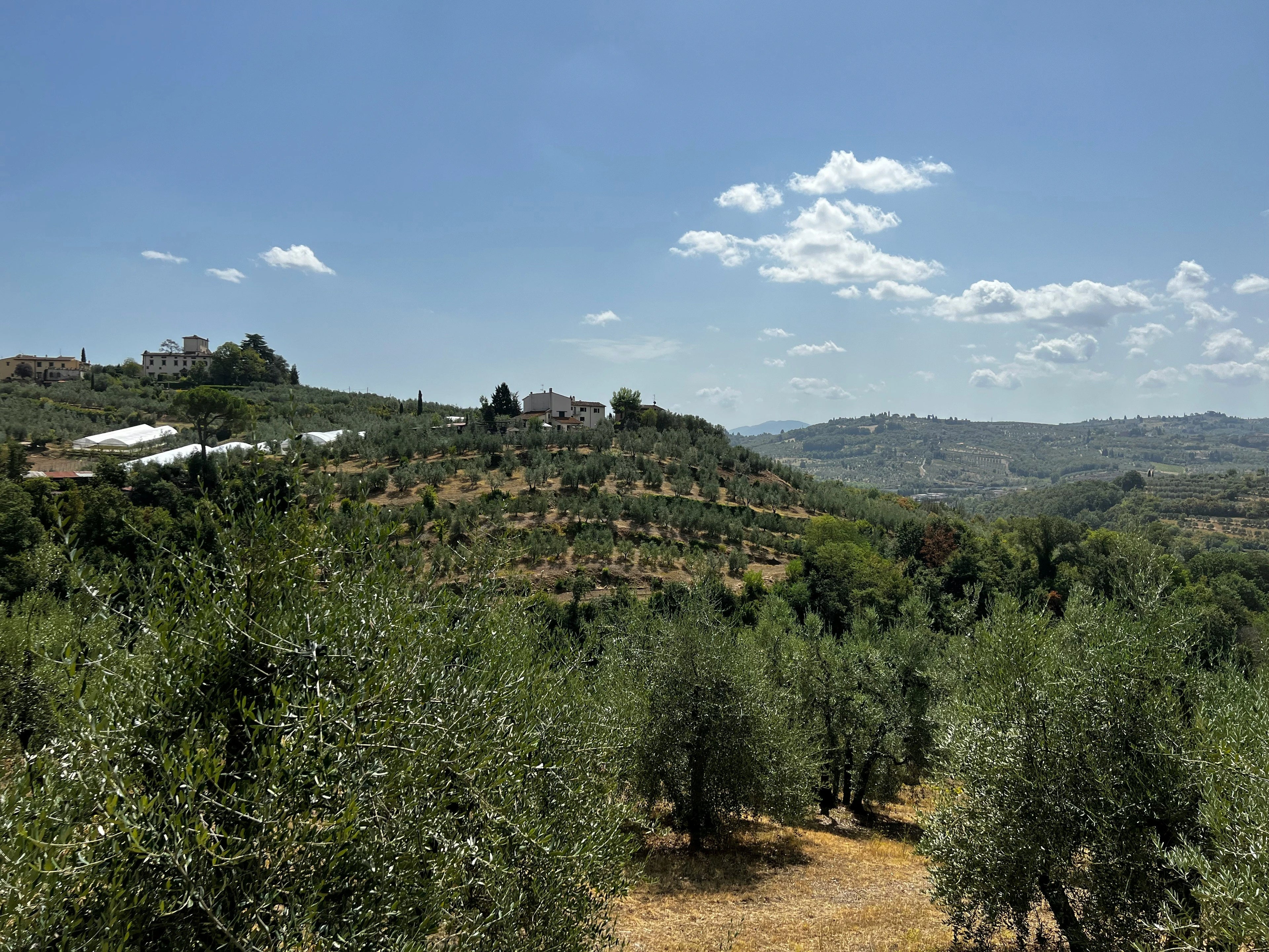 Olive grove with hills and buildings in the background under a blue sky with clouds.
